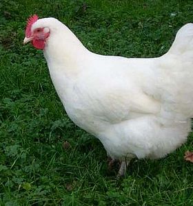 Trois sujets agricoles dans l&rsquo;actualité du PNR du Gâtinais français